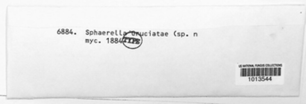 Mycosphaerella cruciatae image
